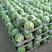 8424精品西瓜。安徽西瓜货源充足，大棚种植。欢迎订购。