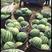 8424精品西瓜。安徽西瓜货源充足，大棚种植。欢迎订购。