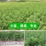 番石榴苗芭乐树苗台湾珍珠番石榴白心红心嫁接苗四季当年带土