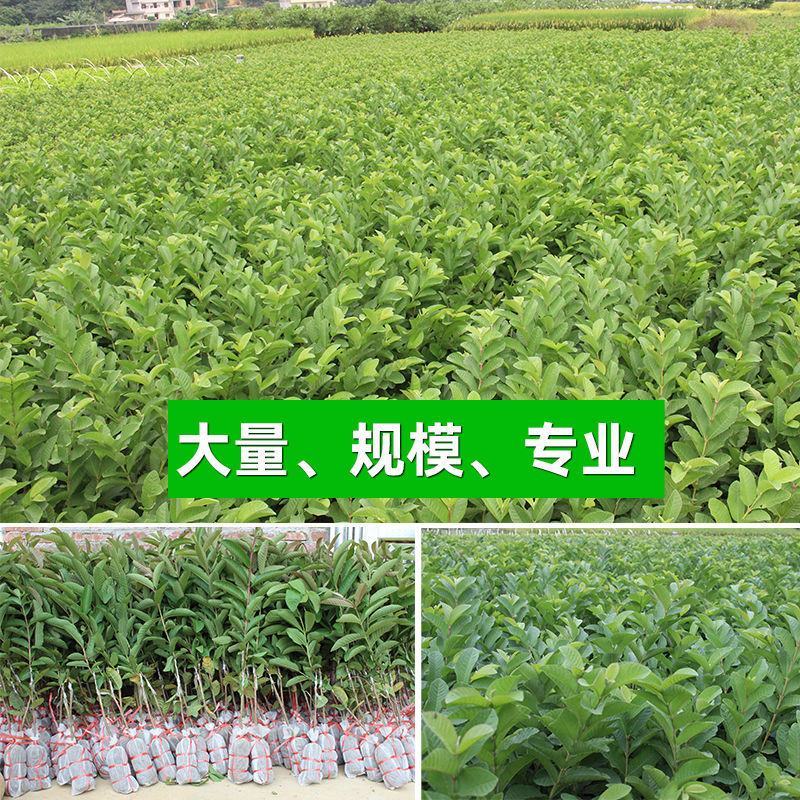 番石榴苗芭乐树苗台湾珍珠番石榴白心红心嫁接苗四季当年带土