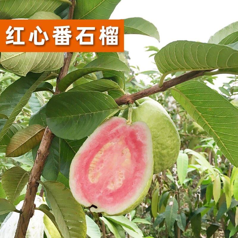 番石榴苗芭乐树苗台湾珍珠番石榴白心红心嫁接苗四季当年带土