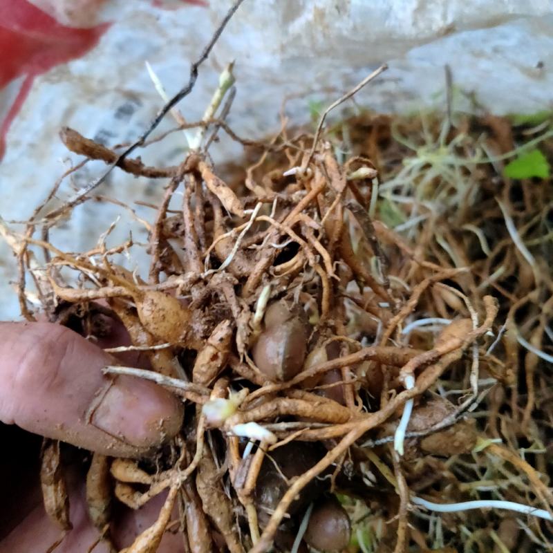 露天百部苗存活率高抵抗力强