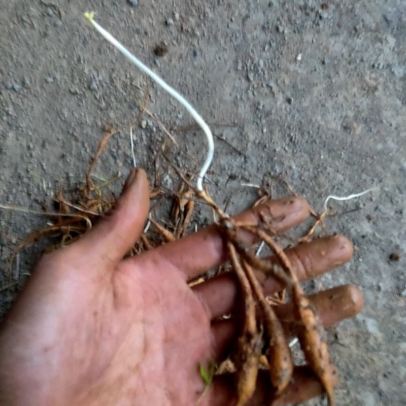 露天百部苗存活率高抵抗力强