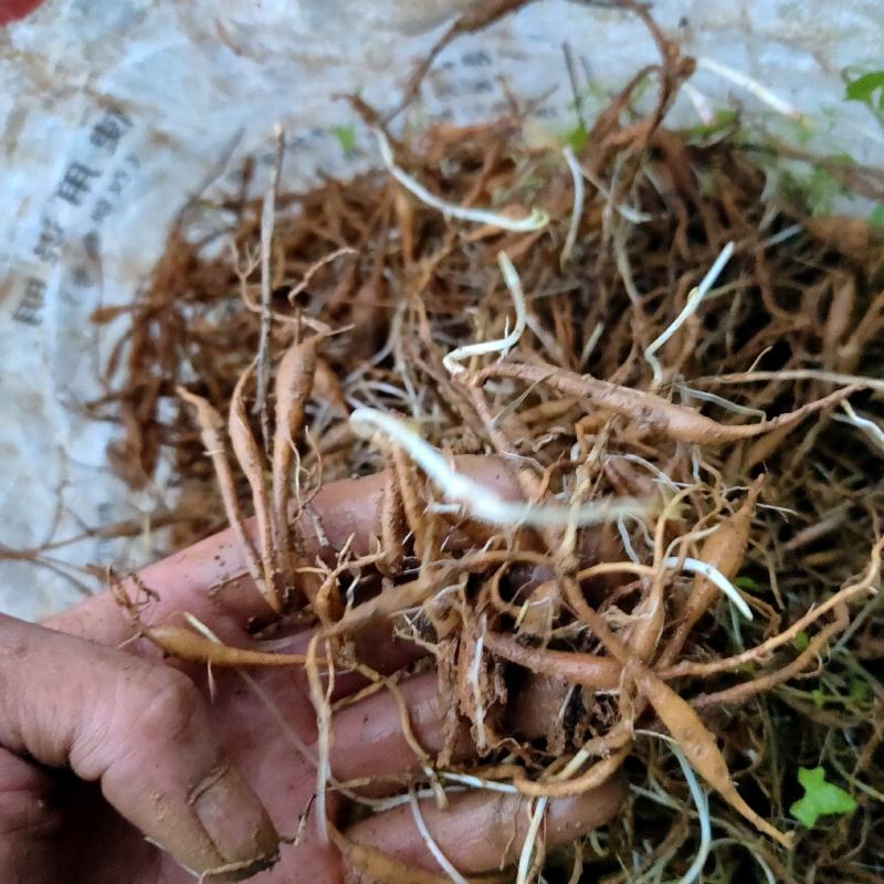 露天百部苗存活率高抵抗力强