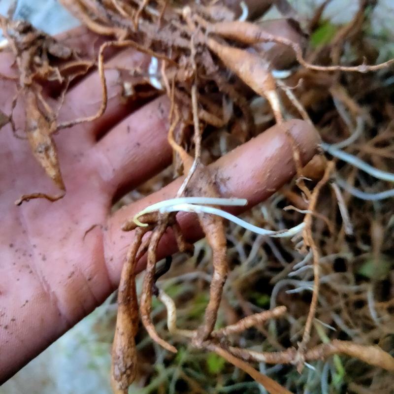 露天百部苗存活率高抵抗力强