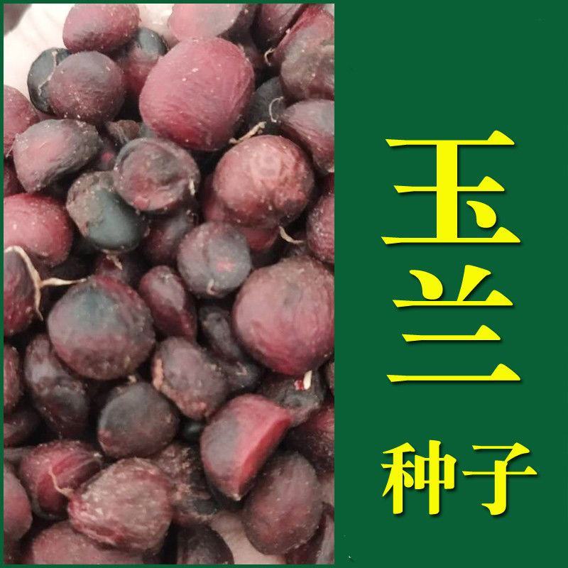 玉兰树种子白玉兰种子紫玉兰种子广玉兰种子黄玉兰种子行道树