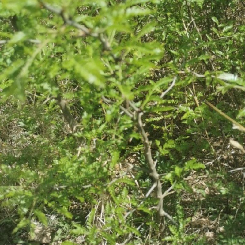 中皂8号大刺皂椒苗