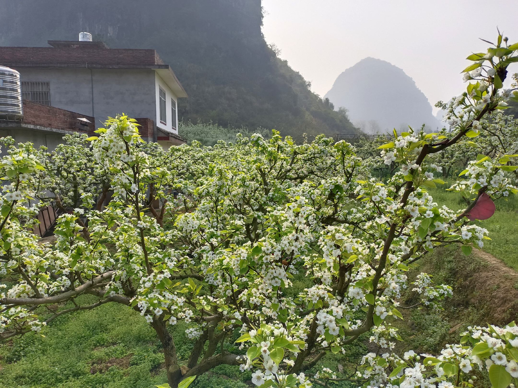皇冠梨花朵特写与显微花粉管观测对比图