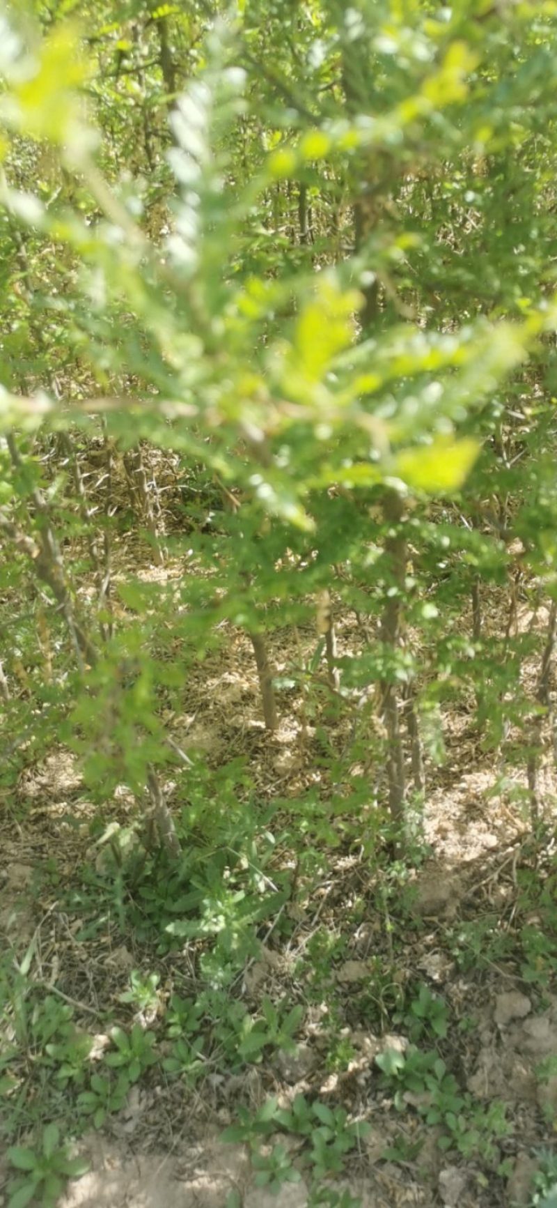 中皂8号大刺皂椒苗