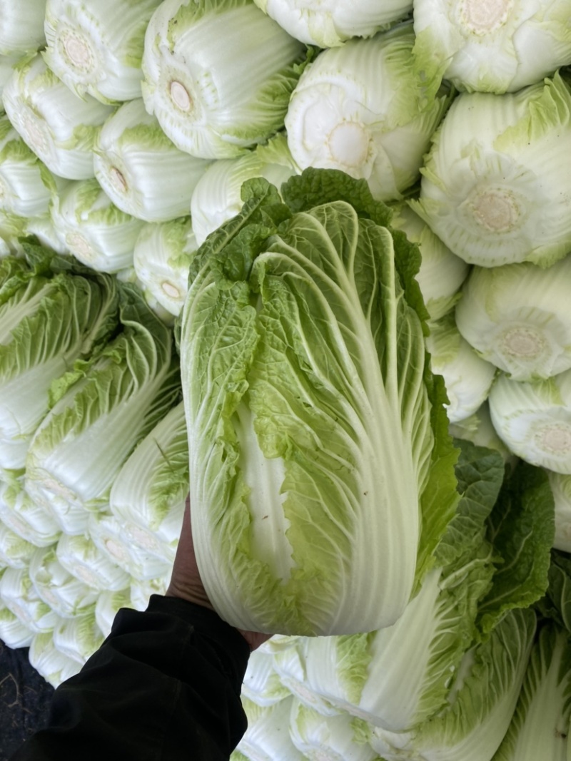 平度黄心白菜🥬纯黄心💛，大小车随到随装，山东