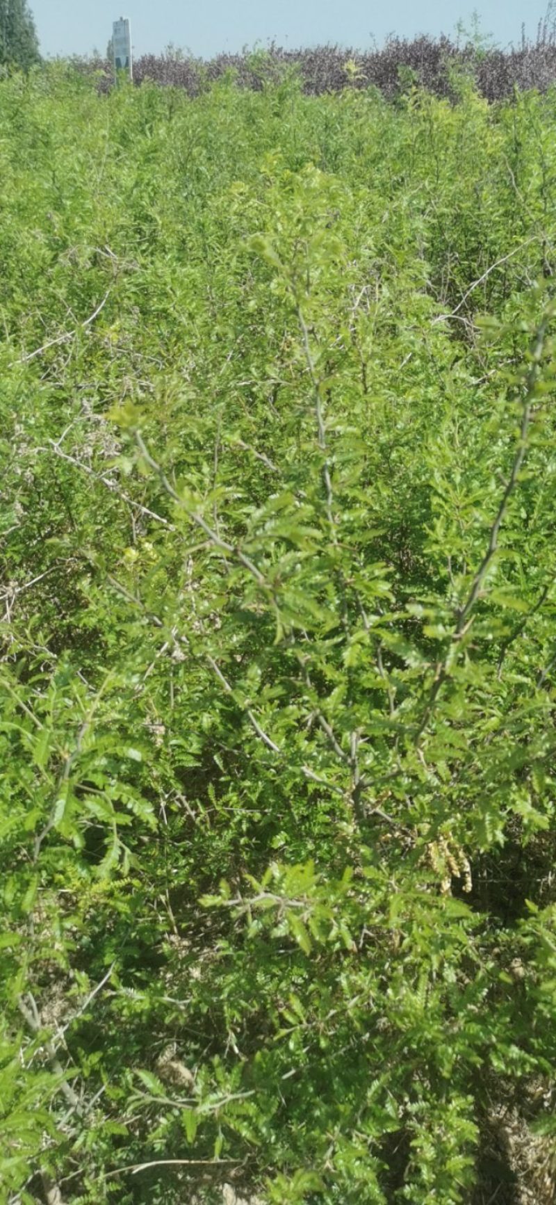 中皂8号大刺皂椒苗
