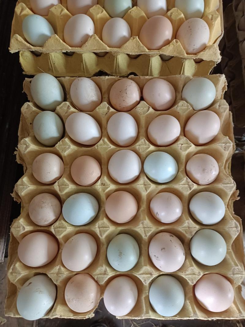 散养土鸡土鸡蛋，生态散养，鸡场供货，破损包赔