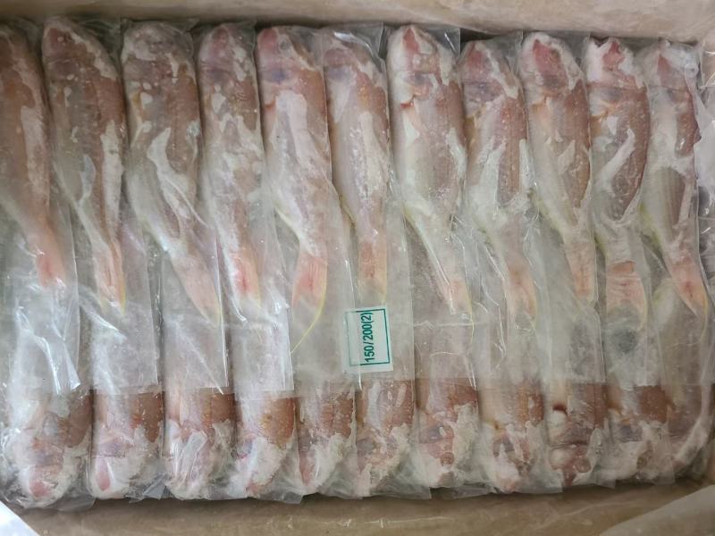 黄肚三，单k.红三鱼大量批发，电商饭堂社区团购批发商
