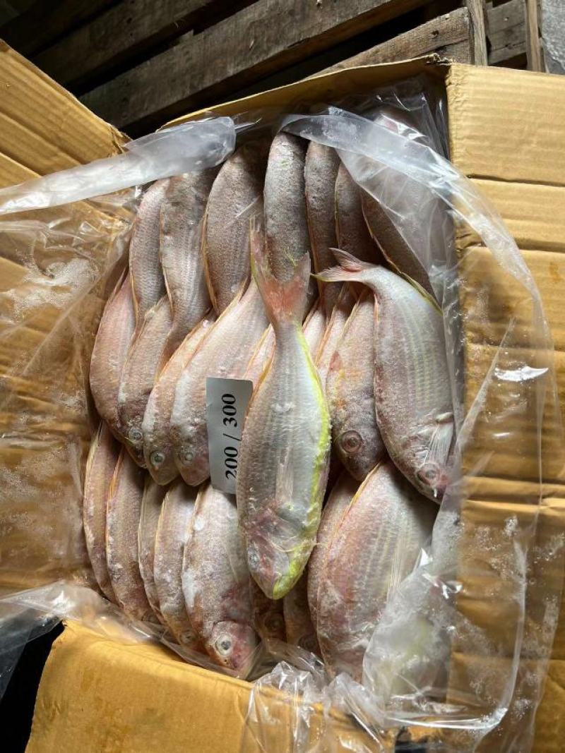 黄肚三，单k.红三鱼大量批发，电商饭堂社区团购批发商