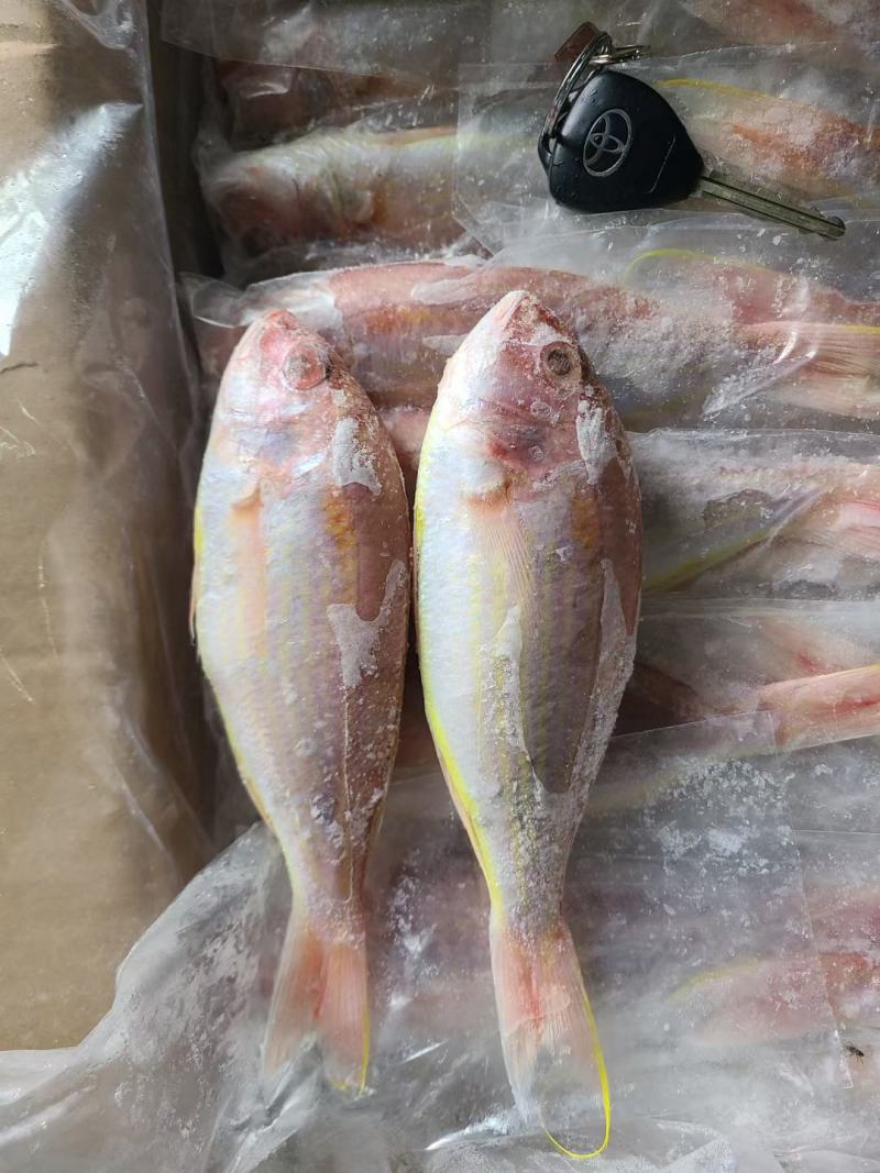 黄肚三，单k.红三鱼大量批发，电商饭堂社区团购批发商