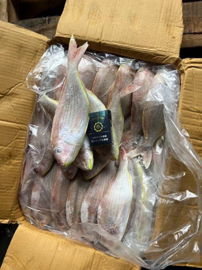黄肚三，单k.红三鱼大量批发，电商饭堂社区团购批发商