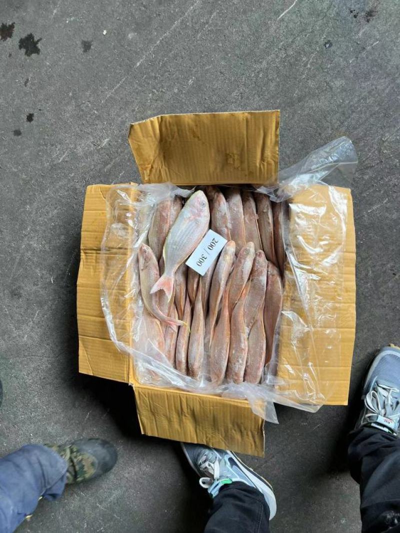 黄肚三，单k.红三鱼大量批发，电商饭堂社区团购批发商