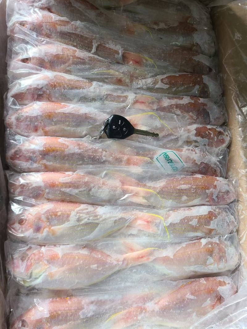 黄肚三，单k.红三鱼大量批发，电商饭堂社区团购批发商