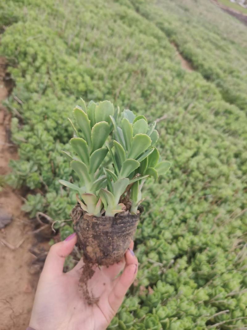八宝景天基地一手货源产地直销大量供应