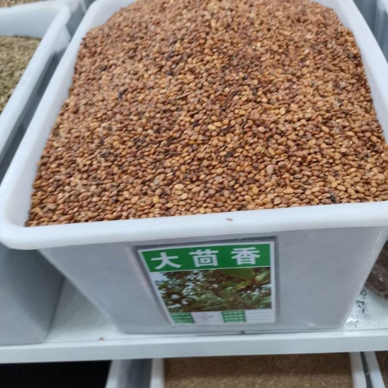 大红八角树种子八角籽大茴香树种籽调料大料大八角八角树种籽