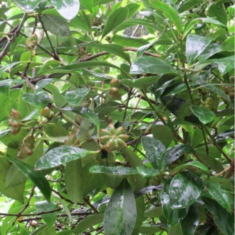 大红八角树种子八角籽大茴香树种籽调料大料大八角八角树种籽