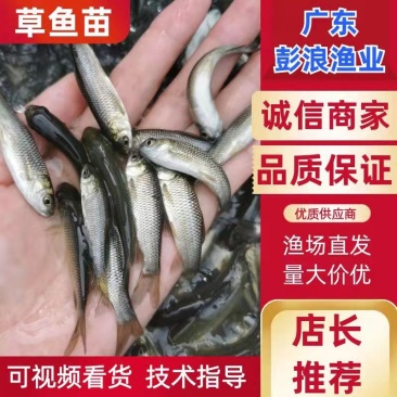 长江抗病毒草鱼长江草鱼苗，诚信经营质量保证欢迎来电