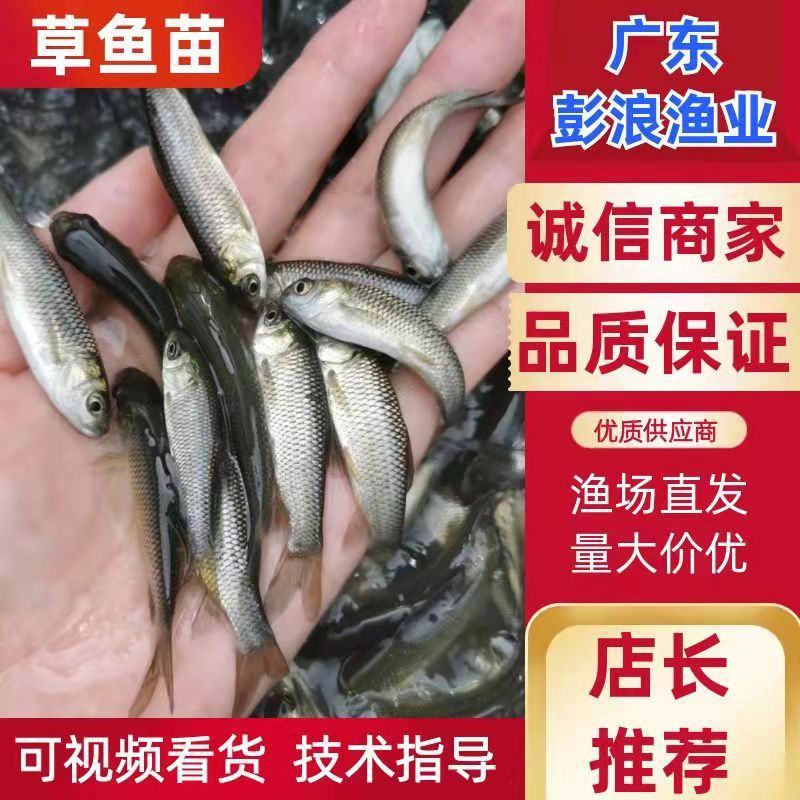长江抗病毒草鱼长江草鱼苗，诚信经营质量保证欢迎来电