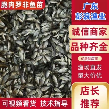 渔场直发广东脆肉罗非鱼苗优常年供应质量保证欢迎来电订购！