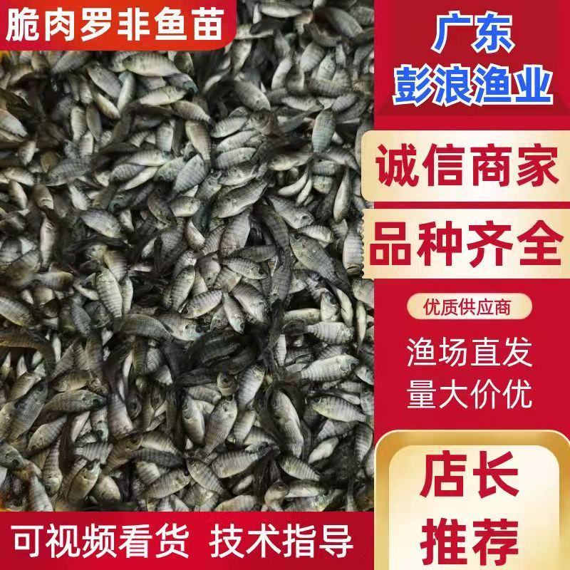 渔场直发广东脆肉罗非鱼苗优常年供应质量保证欢迎来电订购！