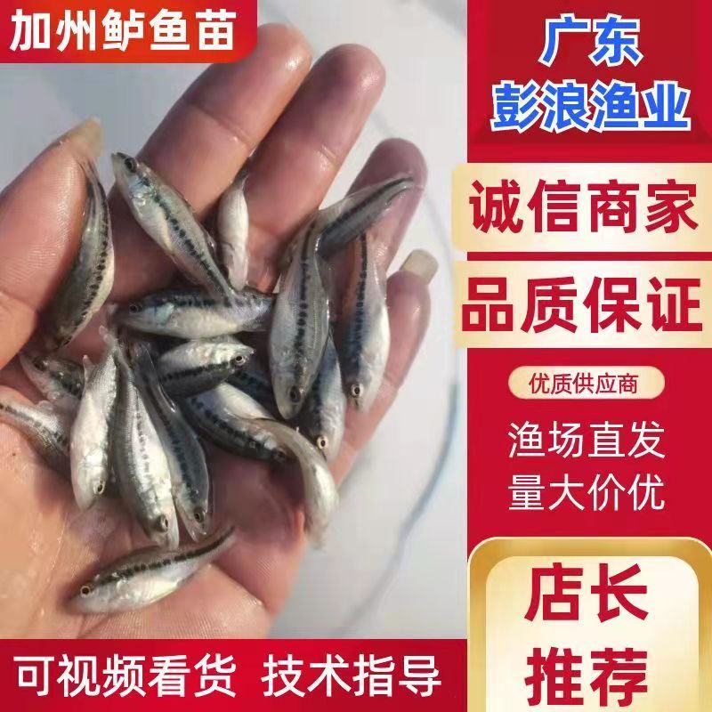 【渔场直发】加州鲈鱼苗批发诚信经营质量保证欢迎来电