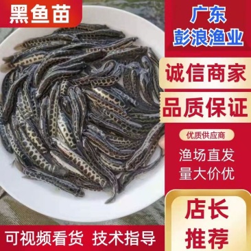 杂交黑鱼苗生鱼苗乌鳢鱼苗批发包成活免费技术指导!