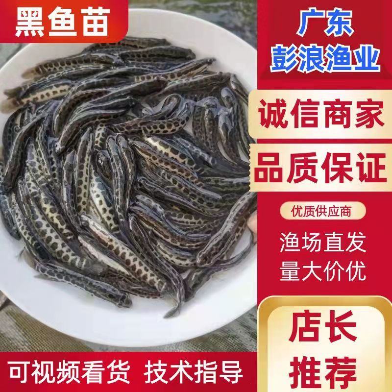 杂交黑鱼苗生鱼苗乌鳢鱼苗批发包成活免费技术指导！