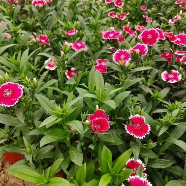 常夏石竹种植基地常夏石竹自产自销欢迎实地