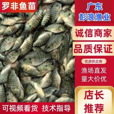 单性罗非鱼苗宝路罗非鱼苗新吉富罗非，海南一号罗非