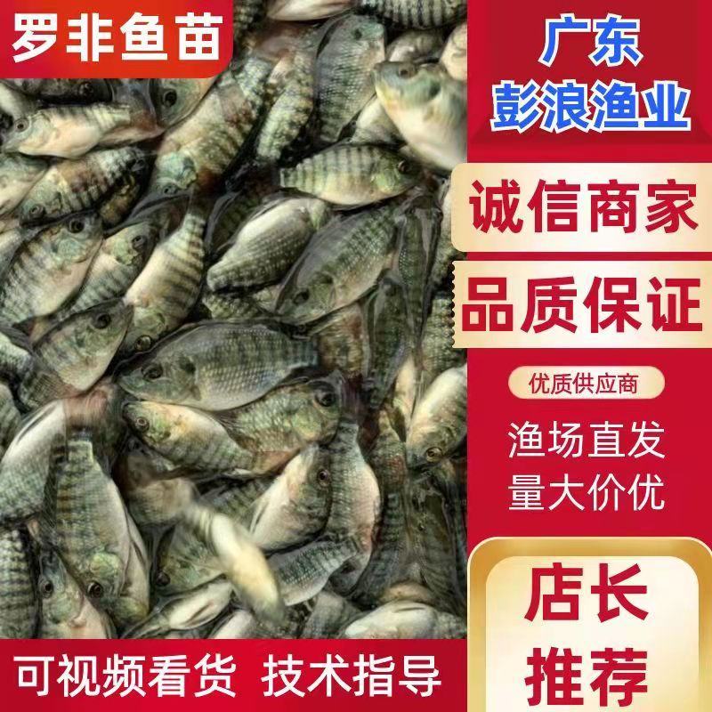 单性罗非鱼苗宝路罗非鱼苗新吉富罗非，海南一号罗非