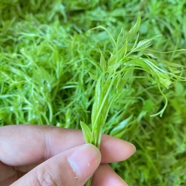高山莓茶