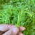 高山莓茶