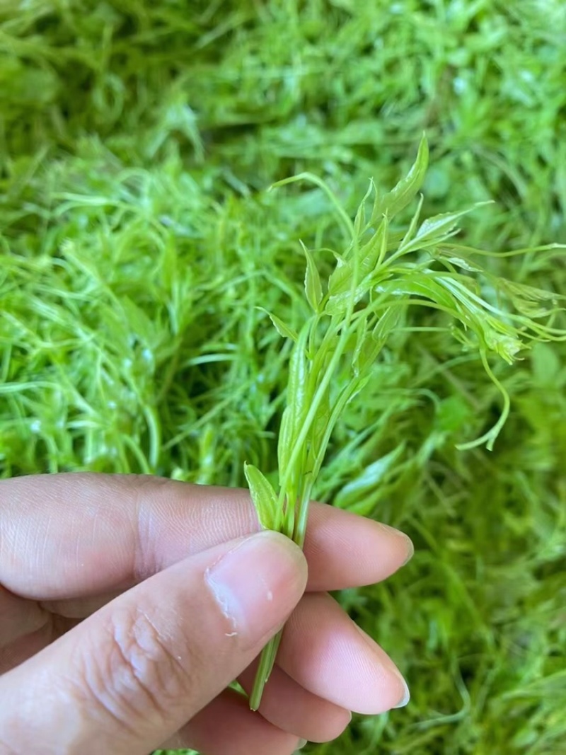 高山莓茶