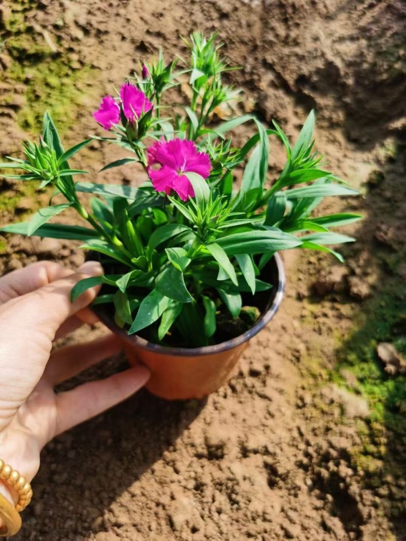 常夏石竹种植基地常夏石竹自产自销欢迎实地
