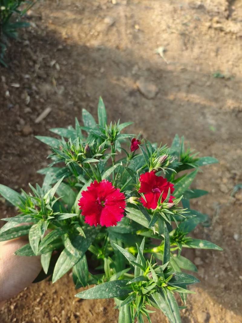 常夏石竹种植基地常夏石竹自产自销欢迎实地