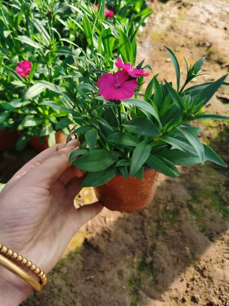 常夏石竹种植基地常夏石竹自产自销欢迎实地