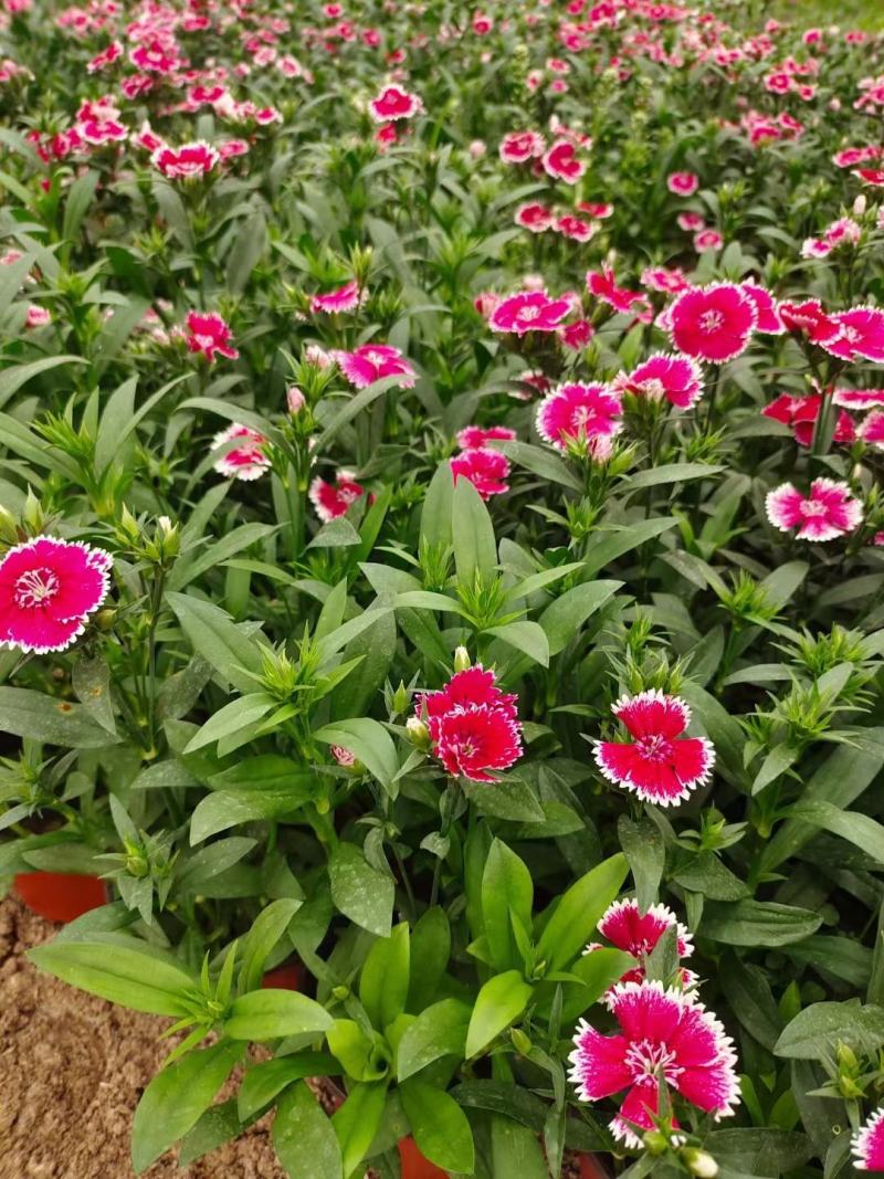 常夏石竹种植基地常夏石竹自产自销欢迎实地