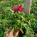 常夏石竹种植基地常夏石竹自产自销欢迎实地