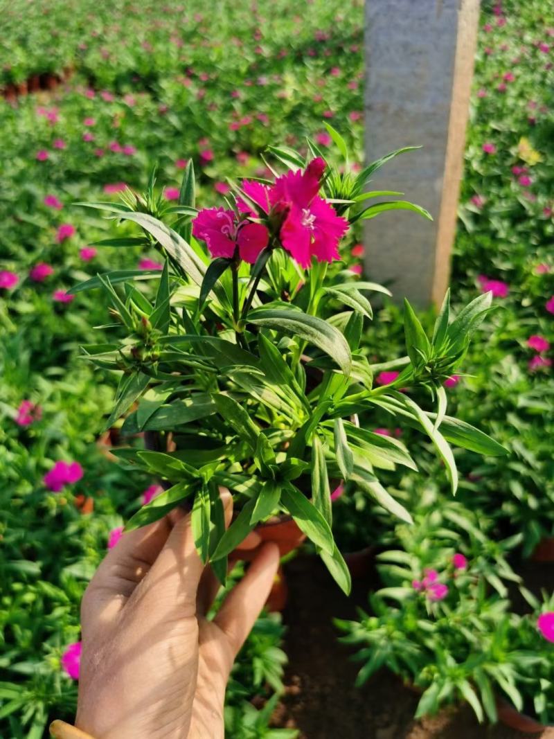 常夏石竹种植基地常夏石竹自产自销欢迎实地