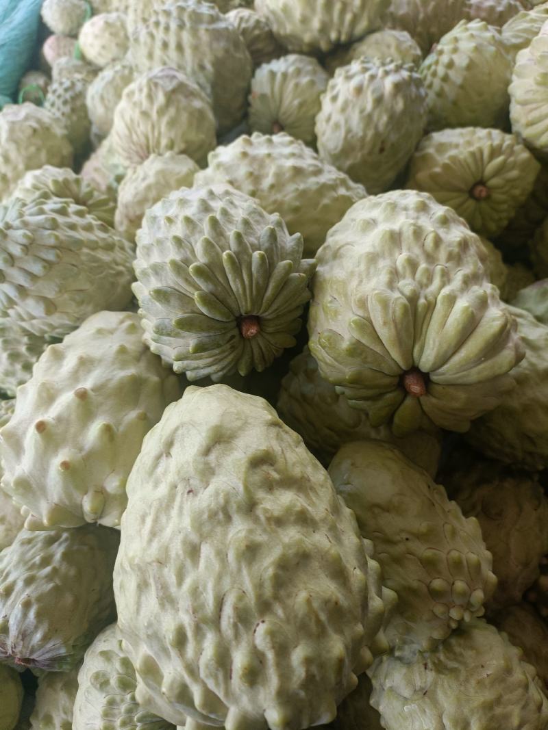 凤梨释迦果