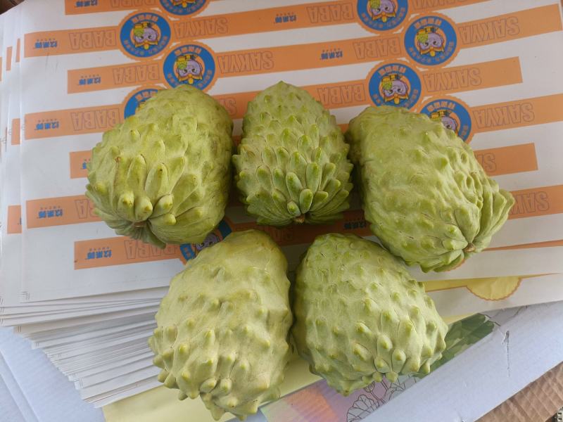 凤梨释迦果