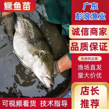 4-6公分鳜鱼苗翘嘴桂花鱼苗包成活基地直发保质保量