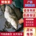 4-6公分鳜鱼苗翘嘴桂花鱼苗包成活基地直发保质保量