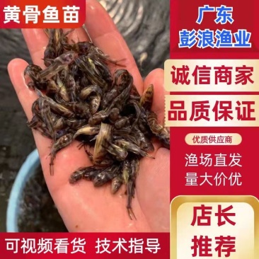 杂交黄骨鱼苗，易养殖，雄性率高，黄辣丁黄颡鱼苗
