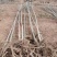 白蜡高度3-4米高，冠幅0.8-1.0米裸根定干